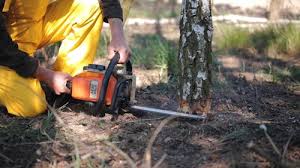 Best Lawn Pest Prevention  in Camp Barrett, VA