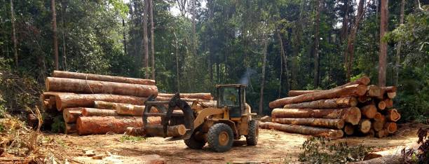 How Our Tree Care Process Works  in  Camp Barrett, VA