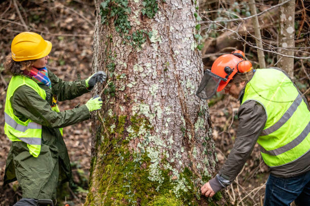 Best Tree Health Inspection  in Camp Barrett, VA