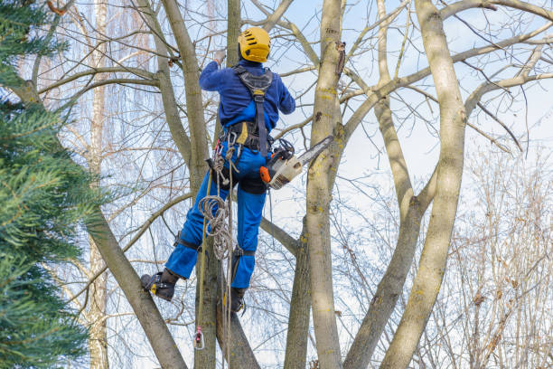 Best Lawn Watering Services  in Camp Barrett, VA